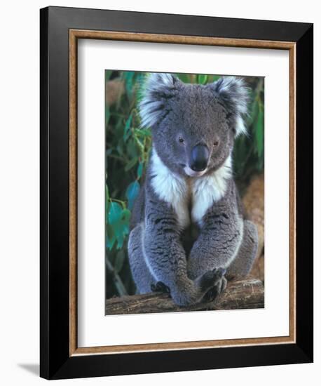 Koala, Australia-John & Lisa Merrill-Framed Photographic Print