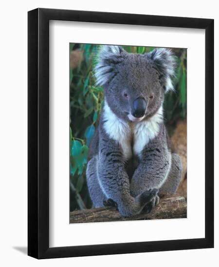 Koala, Australia-John & Lisa Merrill-Framed Photographic Print