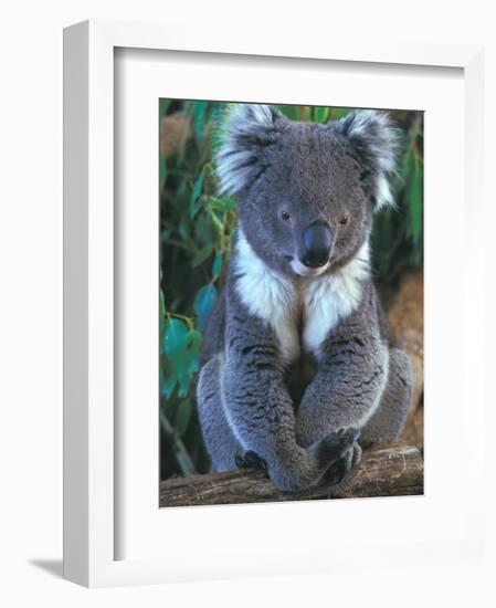 Koala, Australia-John & Lisa Merrill-Framed Photographic Print