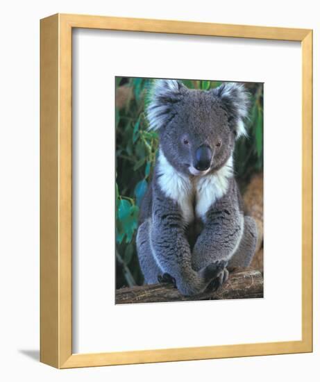 Koala, Australia-John & Lisa Merrill-Framed Photographic Print