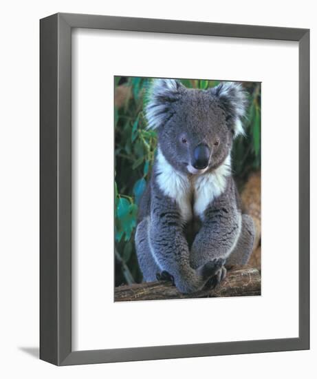 Koala, Australia-John & Lisa Merrill-Framed Photographic Print