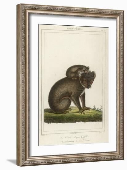 Koala Bear Carrying Its Young-Lecerf-Framed Art Print