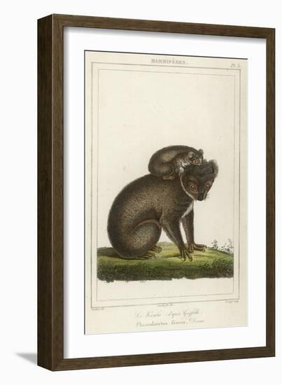 Koala Bear Carrying Its Young-Lecerf-Framed Art Print