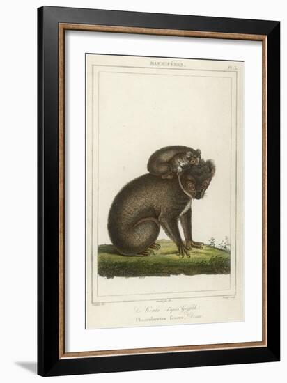 Koala Bear Carrying Its Young-Lecerf-Framed Art Print