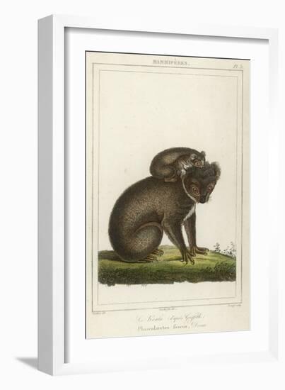 Koala Bear Carrying Its Young-Lecerf-Framed Art Print