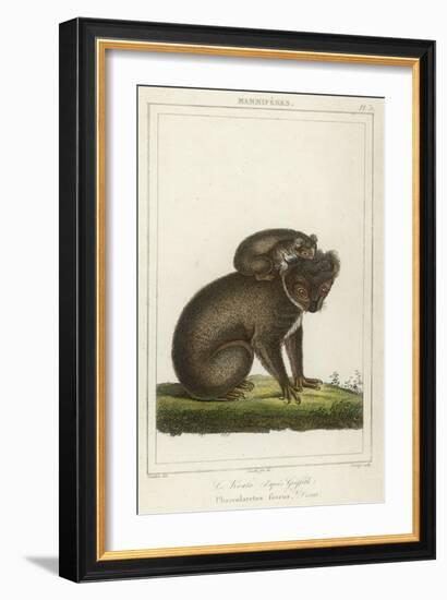 Koala Bear Carrying Its Young-Lecerf-Framed Art Print