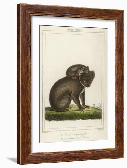 Koala Bear Carrying Its Young-Lecerf-Framed Premium Giclee Print