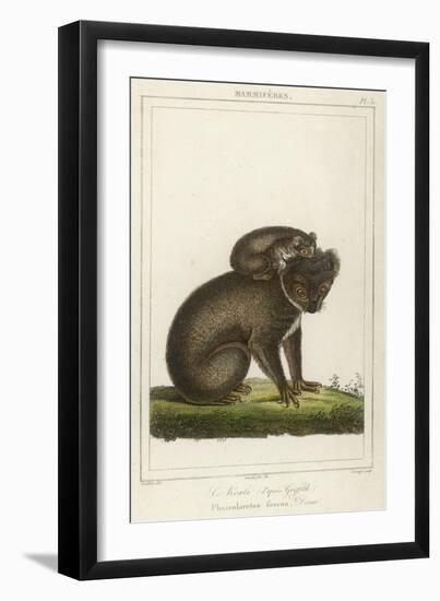 Koala Bear Carrying Its Young-Lecerf-Framed Premium Giclee Print