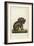 Koala Bear Carrying Its Young-Lecerf-Framed Premium Giclee Print