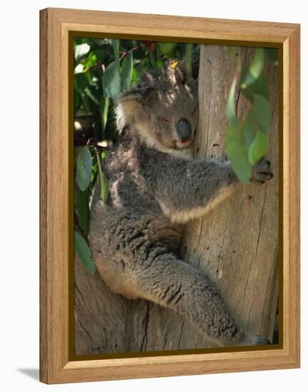 Koala Bear in a Gum Tree, Parndana Wildlife Park, Kangaroo Island, South Australia, Australia-Neale Clarke-Framed Premier Image Canvas