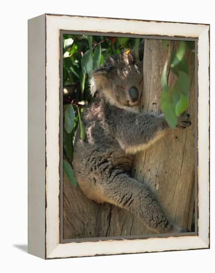 Koala Bear in a Gum Tree, Parndana Wildlife Park, Kangaroo Island, South Australia, Australia-Neale Clarke-Framed Premier Image Canvas