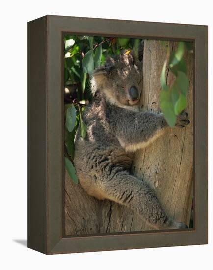 Koala Bear in a Gum Tree, Parndana Wildlife Park, Kangaroo Island, South Australia, Australia-Neale Clarke-Framed Premier Image Canvas