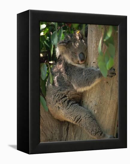 Koala Bear in a Gum Tree, Parndana Wildlife Park, Kangaroo Island, South Australia, Australia-Neale Clarke-Framed Premier Image Canvas