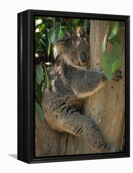 Koala Bear in a Gum Tree, Parndana Wildlife Park, Kangaroo Island, South Australia, Australia-Neale Clarke-Framed Premier Image Canvas