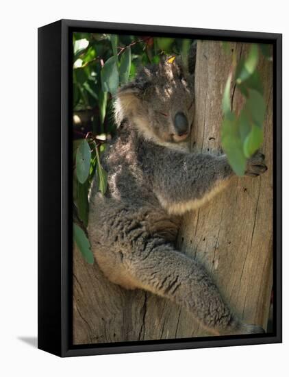 Koala Bear in a Gum Tree, Parndana Wildlife Park, Kangaroo Island, South Australia, Australia-Neale Clarke-Framed Premier Image Canvas