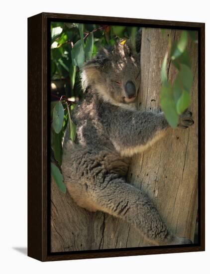 Koala Bear in a Gum Tree, Parndana Wildlife Park, Kangaroo Island, South Australia, Australia-Neale Clarke-Framed Premier Image Canvas