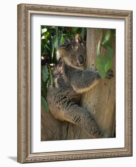 Koala Bear in a Gum Tree, Parndana Wildlife Park, Kangaroo Island, South Australia, Australia-Neale Clarke-Framed Photographic Print