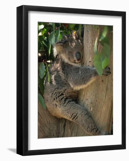 Koala Bear in a Gum Tree, Parndana Wildlife Park, Kangaroo Island, South Australia, Australia-Neale Clarke-Framed Photographic Print