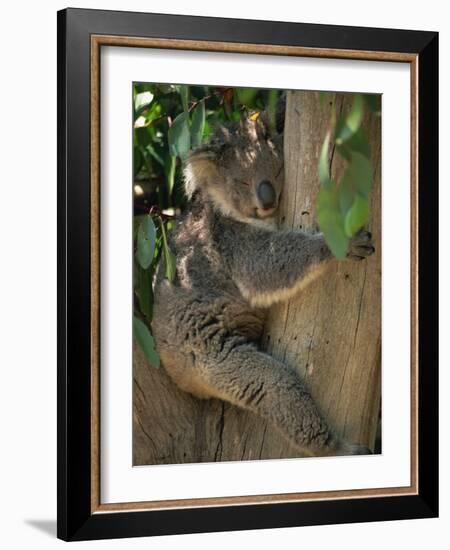 Koala Bear in a Gum Tree, Parndana Wildlife Park, Kangaroo Island, South Australia, Australia-Neale Clarke-Framed Photographic Print