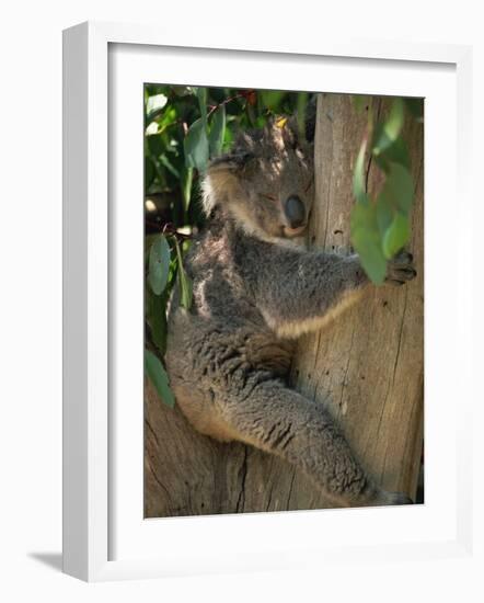 Koala Bear in a Gum Tree, Parndana Wildlife Park, Kangaroo Island, South Australia, Australia-Neale Clarke-Framed Photographic Print