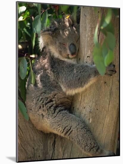 Koala Bear in a Gum Tree, Parndana Wildlife Park, Kangaroo Island, South Australia, Australia-Neale Clarke-Mounted Photographic Print