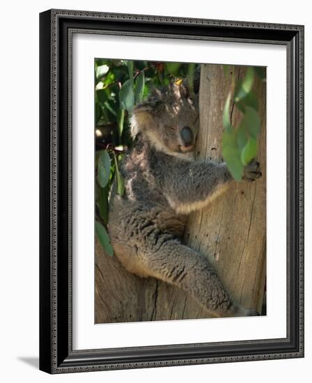 Koala Bear in a Gum Tree, Parndana Wildlife Park, Kangaroo Island, South Australia, Australia-Neale Clarke-Framed Photographic Print