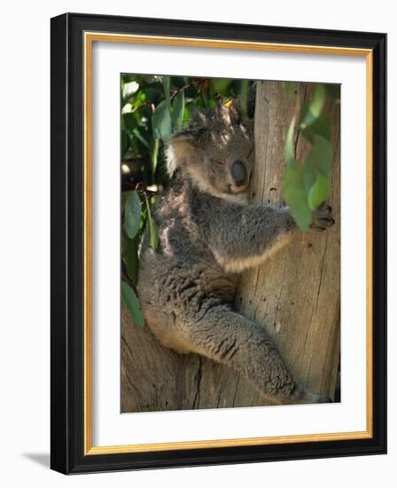 Koala Bear in a Gum Tree, Parndana Wildlife Park, Kangaroo Island, South Australia, Australia-Neale Clarke-Framed Photographic Print