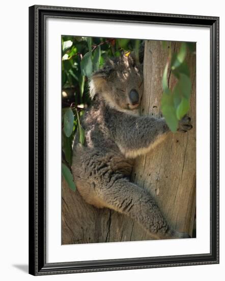 Koala Bear in a Gum Tree, Parndana Wildlife Park, Kangaroo Island, South Australia, Australia-Neale Clarke-Framed Photographic Print