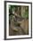 Koala Bear in a Gum Tree, Parndana Wildlife Park, Kangaroo Island, South Australia, Australia-Neale Clarke-Framed Photographic Print