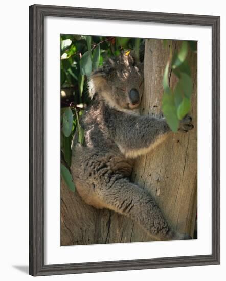 Koala Bear in a Gum Tree, Parndana Wildlife Park, Kangaroo Island, South Australia, Australia-Neale Clarke-Framed Photographic Print