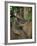 Koala Bear in a Gum Tree, Parndana Wildlife Park, Kangaroo Island, South Australia, Australia-Neale Clarke-Framed Photographic Print