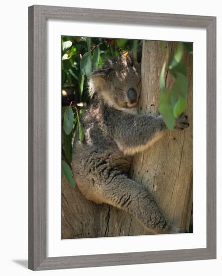 Koala Bear in a Gum Tree, Parndana Wildlife Park, Kangaroo Island, South Australia, Australia-Neale Clarke-Framed Photographic Print