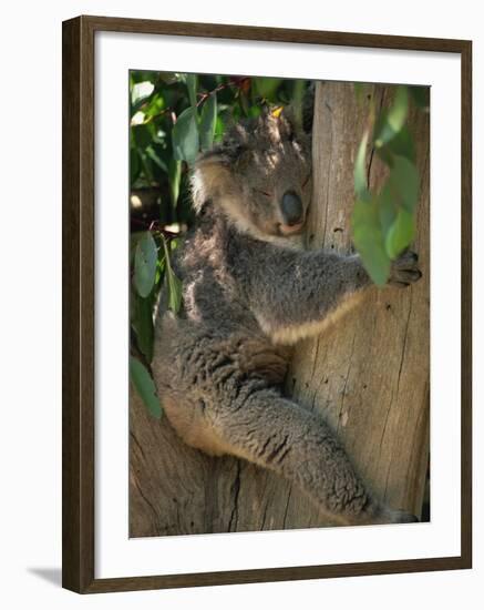 Koala Bear in a Gum Tree, Parndana Wildlife Park, Kangaroo Island, South Australia, Australia-Neale Clarke-Framed Photographic Print