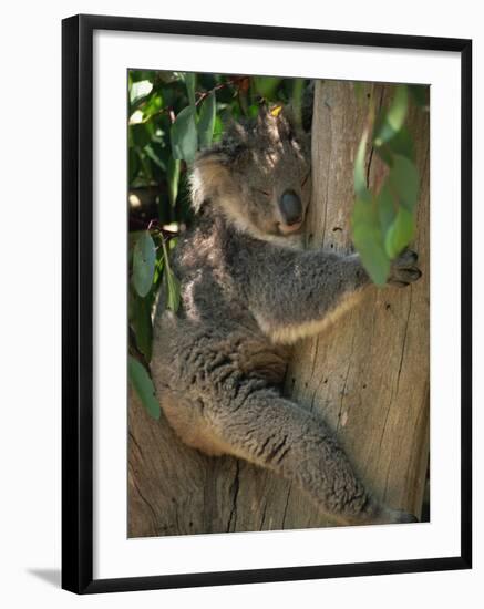 Koala Bear in a Gum Tree, Parndana Wildlife Park, Kangaroo Island, South Australia, Australia-Neale Clarke-Framed Photographic Print