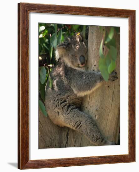 Koala Bear in a Gum Tree, Parndana Wildlife Park, Kangaroo Island, South Australia, Australia-Neale Clarke-Framed Photographic Print