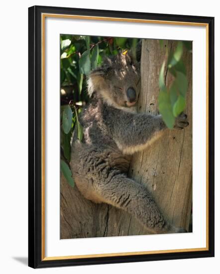 Koala Bear in a Gum Tree, Parndana Wildlife Park, Kangaroo Island, South Australia, Australia-Neale Clarke-Framed Photographic Print