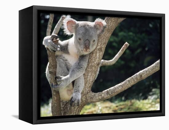 Koala Bear in a Tree in Captivity, Australia, Pacific-James Gritz-Framed Premier Image Canvas