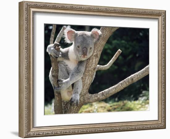 Koala Bear in a Tree in Captivity, Australia, Pacific-James Gritz-Framed Photographic Print