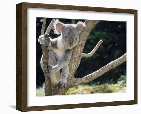 Koala Bear in a Tree in Captivity, Australia, Pacific-James Gritz-Framed Photographic Print