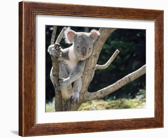 Koala Bear in a Tree in Captivity, Australia, Pacific-James Gritz-Framed Photographic Print