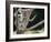 Koala Bear in a Tree in Captivity, Australia, Pacific-James Gritz-Framed Photographic Print