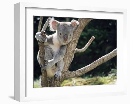 Koala Bear in a Tree in Captivity, Australia, Pacific-James Gritz-Framed Photographic Print