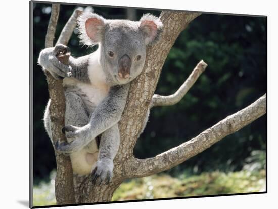 Koala Bear in a Tree in Captivity, Australia, Pacific-James Gritz-Mounted Photographic Print