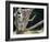 Koala Bear in a Tree in Captivity, Australia, Pacific-James Gritz-Framed Photographic Print