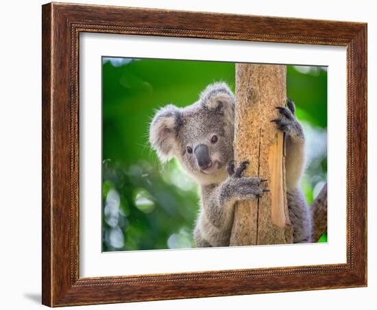 Koala Bear in Zoo.-jeep2499-Framed Photographic Print