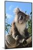 Koala Bear, Melbourne, Victoria, Australia, Pacific-Bhaskar Krishnamurthy-Mounted Photographic Print