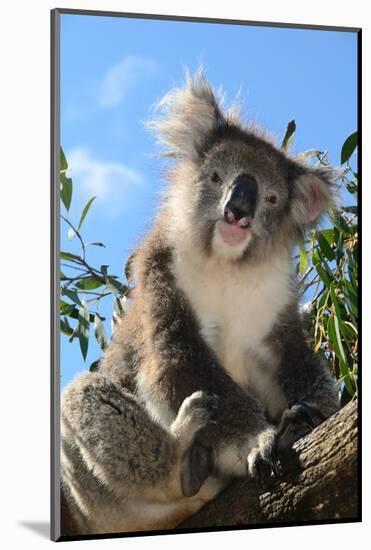 Koala Bear, Melbourne, Victoria, Australia, Pacific-Bhaskar Krishnamurthy-Mounted Photographic Print