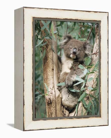 Koala Bear, Phascolarctos Cinereus, Among Eucalypt Leaves, South Australia, Australia-Ann & Steve Toon-Framed Premier Image Canvas