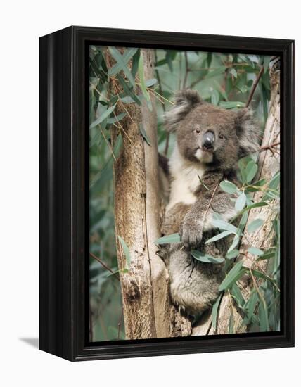 Koala Bear, Phascolarctos Cinereus, Among Eucalypt Leaves, South Australia, Australia-Ann & Steve Toon-Framed Premier Image Canvas