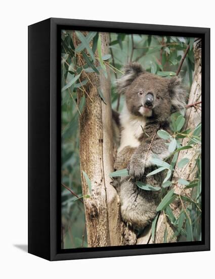 Koala Bear, Phascolarctos Cinereus, Among Eucalypt Leaves, South Australia, Australia-Ann & Steve Toon-Framed Premier Image Canvas